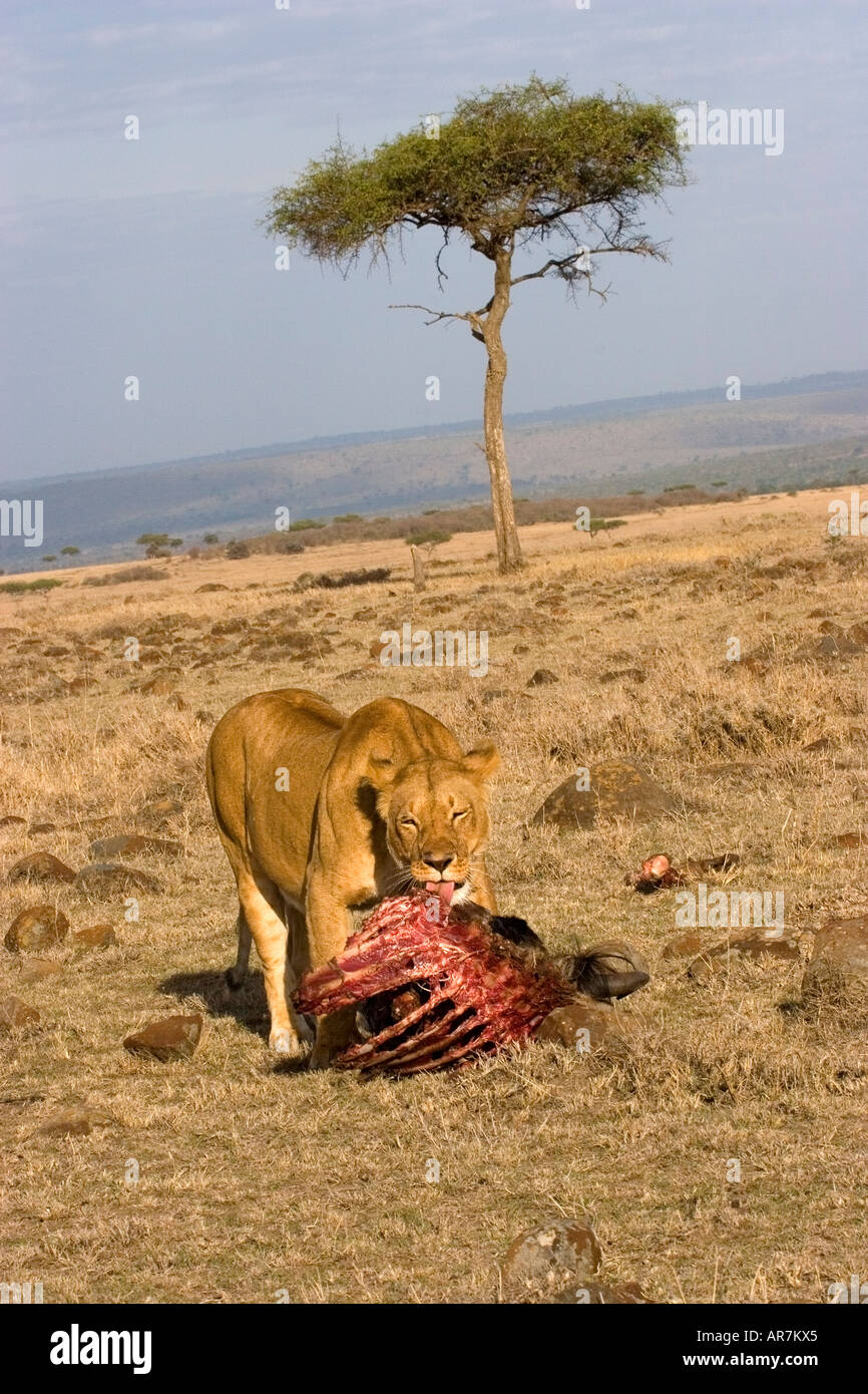 Löwin, die Fütterung auf Wildebeast auf der Massai Mara, Kenia, Ostafrika Stockfoto