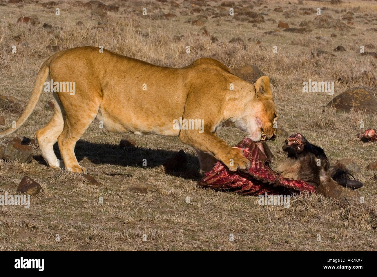 Löwin, die Fütterung auf Wildebeast auf die Masai Mara, Kenia, Ostafrika Stockfoto