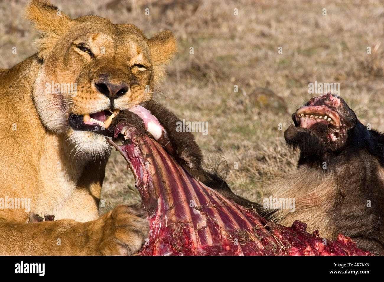 Löwin, die Fütterung auf Wildebeast auf die Masai Mara, Kenia, Ostafrika Stockfoto
