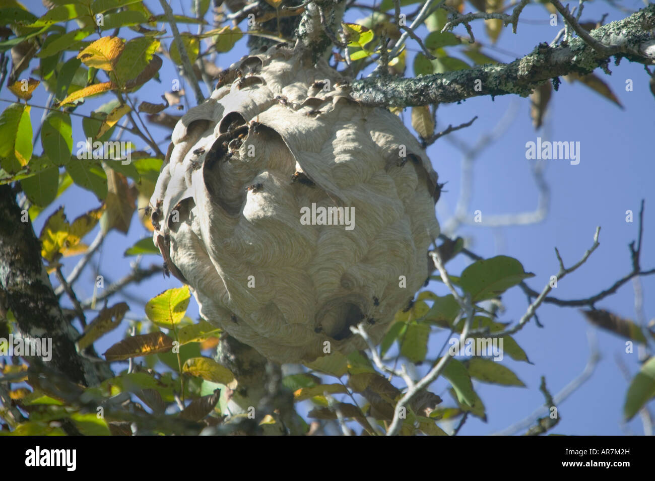 Großen papierartigen Nest in einem Baum-Top von der räuberischen soziale Europäische Hornisse (Vespa Crabo) enthält rund um 200-400 Insekten. Stockfoto