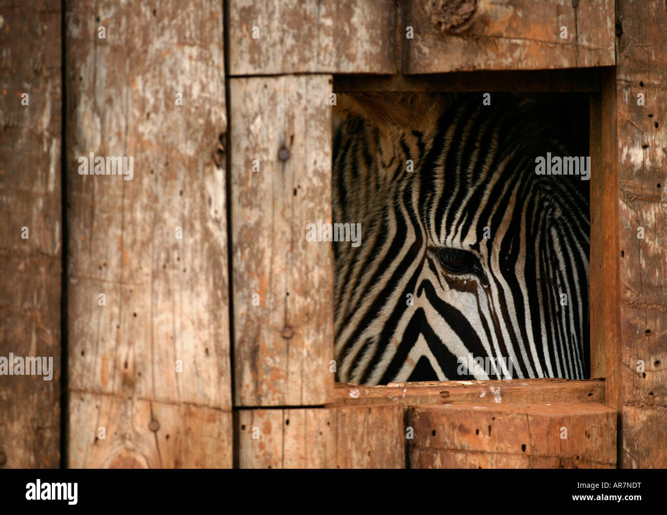 Abgebildet ist ein Zebra, auch bekannt als Equus Zebra Zebra, im Cabarceno Naturreservat in der Nähe von Santander in Nordspanien Stockfoto