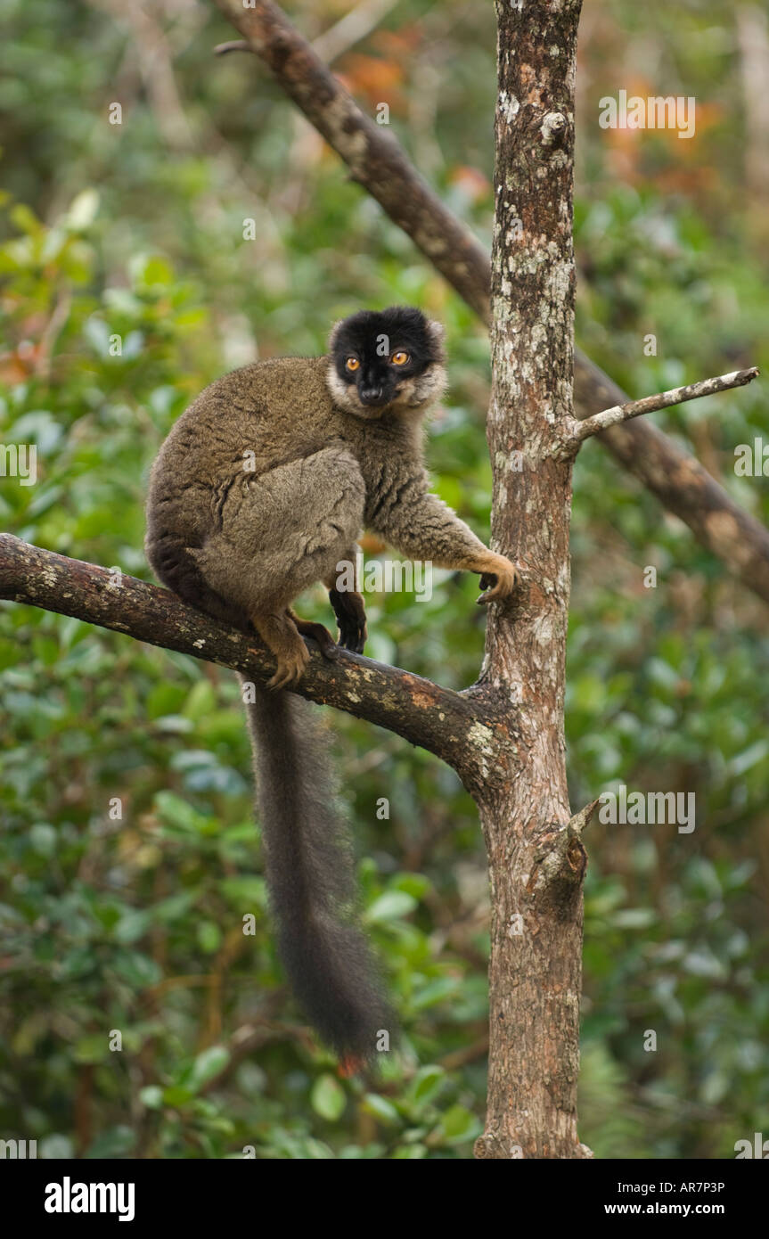 Gemeinsamen braune Lemur Eulemur Fulvus, Vakona Forest Reserve, Andasibe-Mantadia Nationalpark, Madagaskar Stockfoto