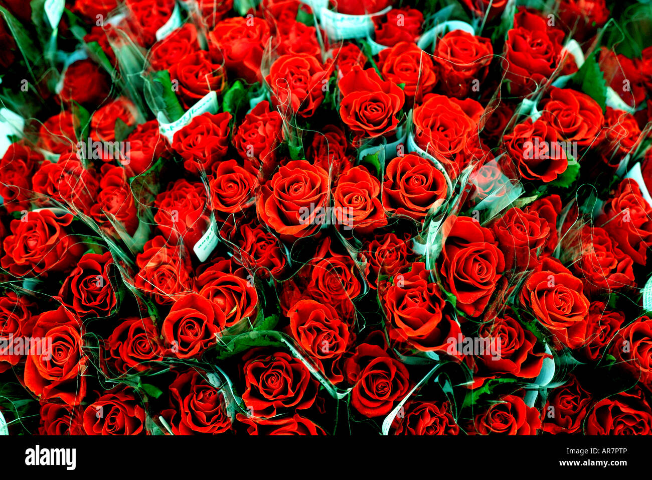 Trauben von rote Rosen Angebote zum Valentinstag Stockfoto