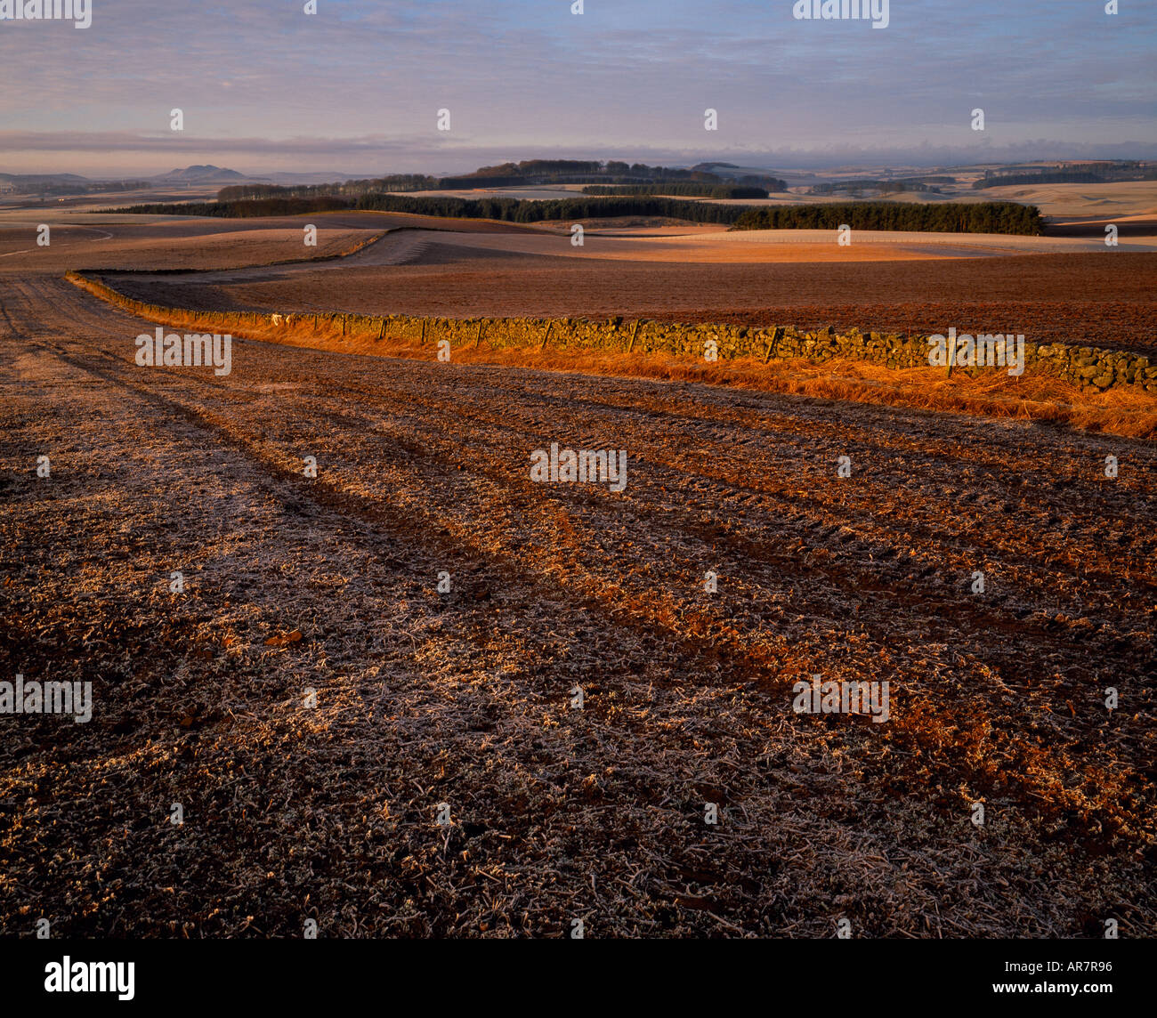 Morgenlicht in der Nähe von Greenlaw Stockfoto