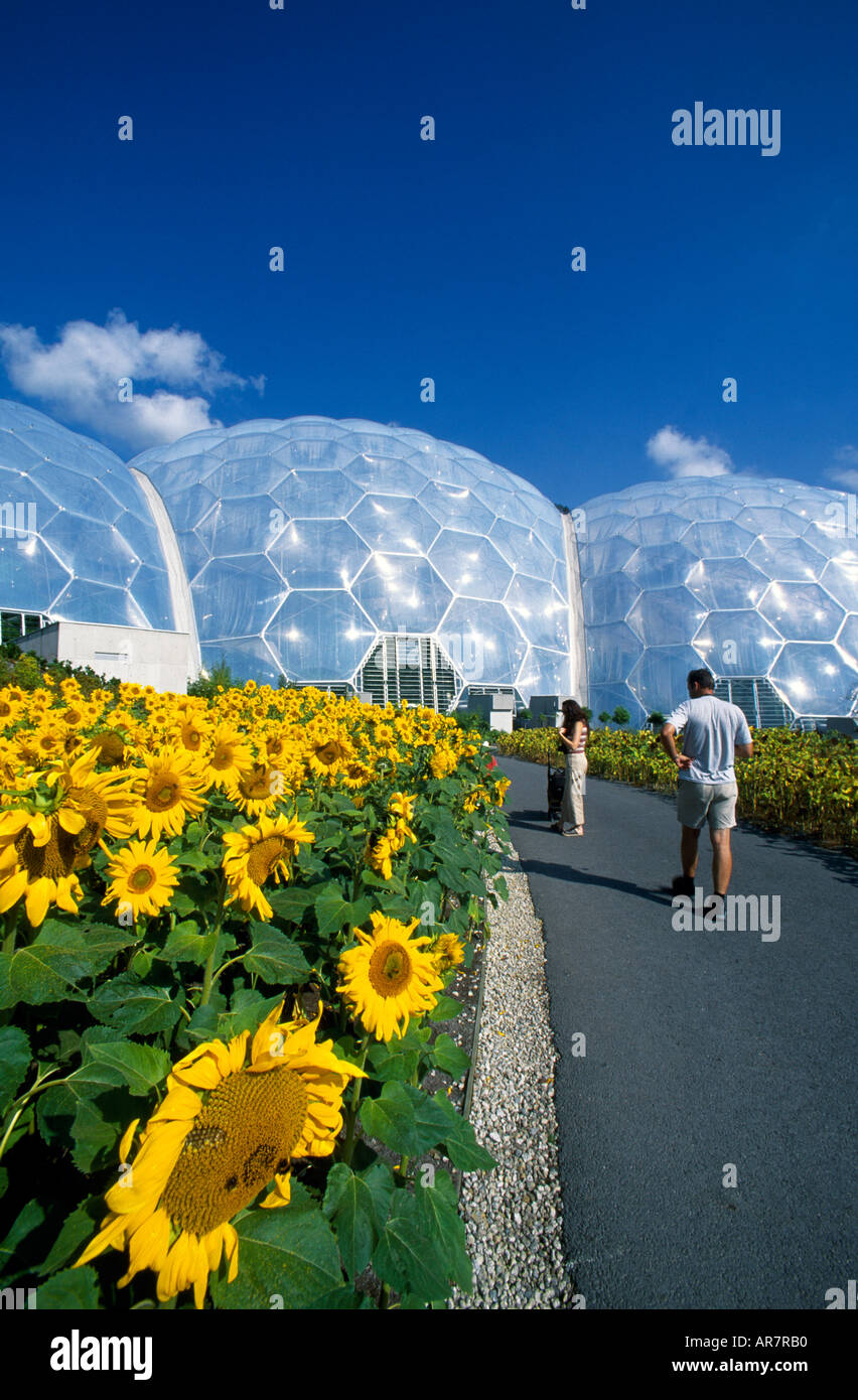 Sonnenblumen Helianthus sp außerhalb der Kuppeln des Eden Projects Stockfoto