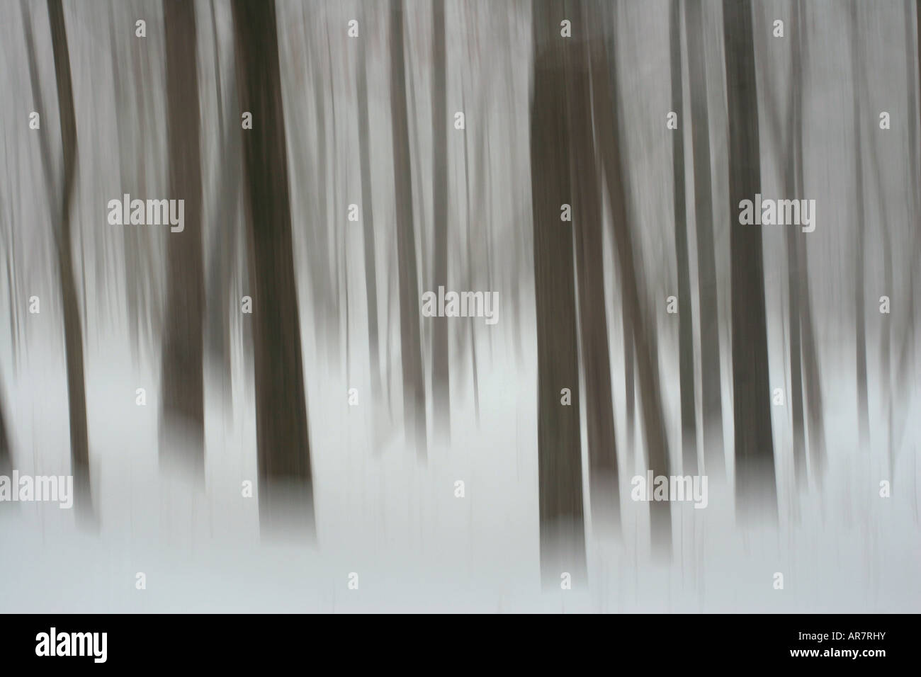 Schnee fällt im Wald Stockfoto