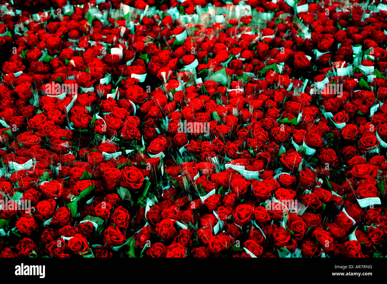 Rote Rosen zum Valentinstag in London ausgestellt Stockfoto