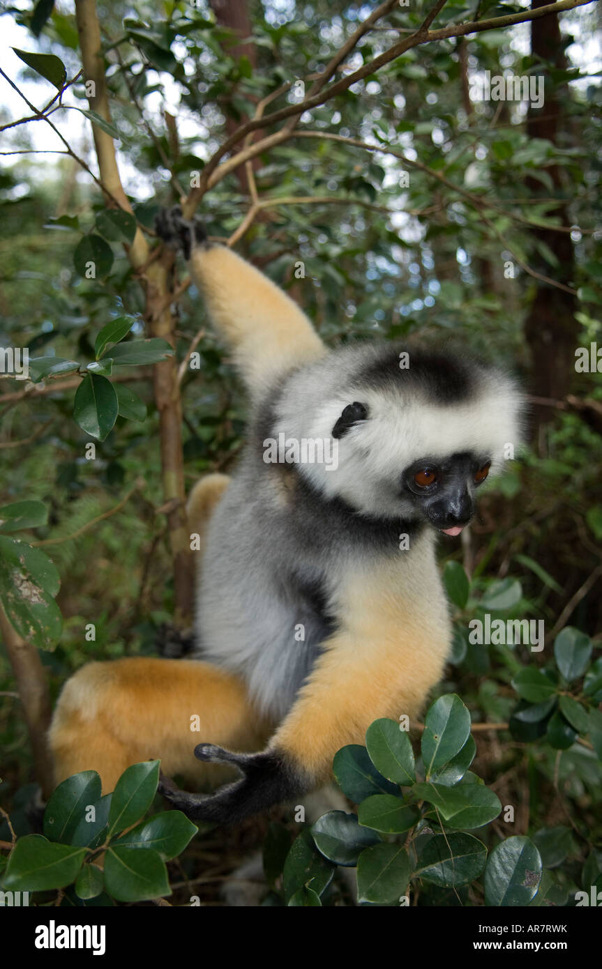 Matrizengeformte Sifaka, Propithecus Diadema, Vakona Forest Reserve, Andasibe-Mantadia Nationalpark, Madagaskar Stockfoto