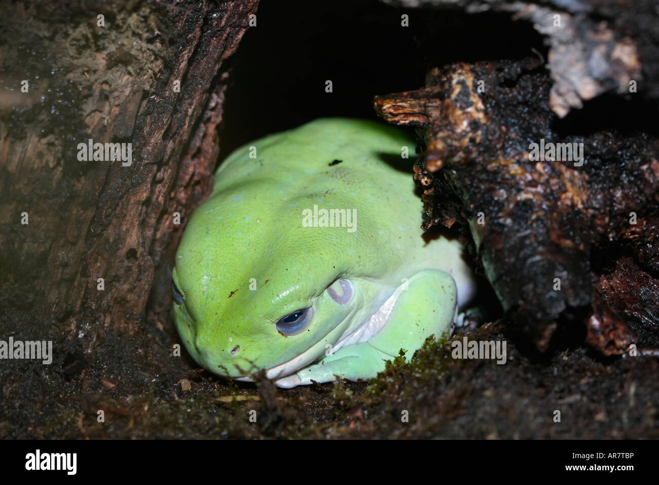 White's Tree Frog (Litoria caerulea) versteckt sich im Unterholz (gefangen) Auch mit dem Spitznamen Dumpy Tree Frog oder Smiling Frog Stockfoto