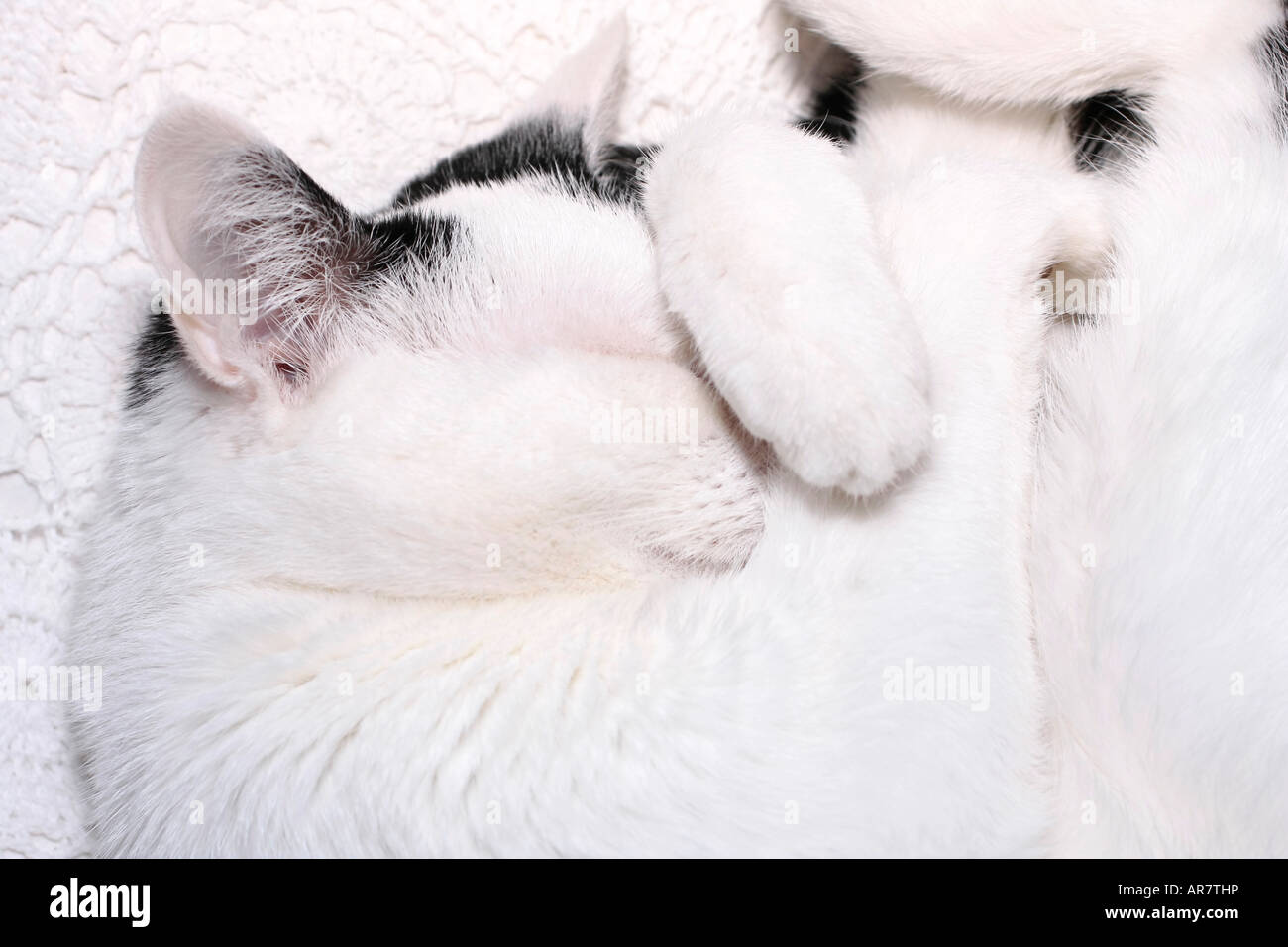 Porträt einer jungen schwarzen und weißen Katze (Felis Catus), die schlafend mit einer Pfote über ihrem Auge aufgewellt ist Stockfoto