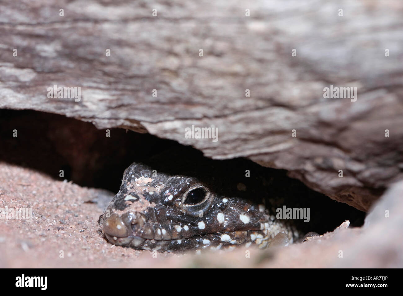Okellated Lizard (Lacerta lepida) aus dem Untenlog. Stockfoto