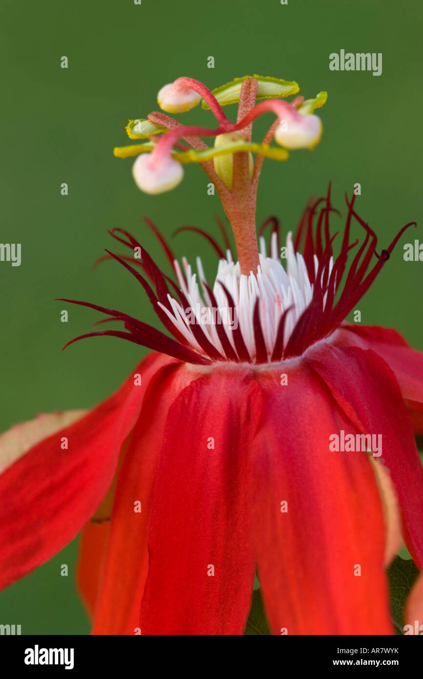 rote Passionsblume Stockfoto