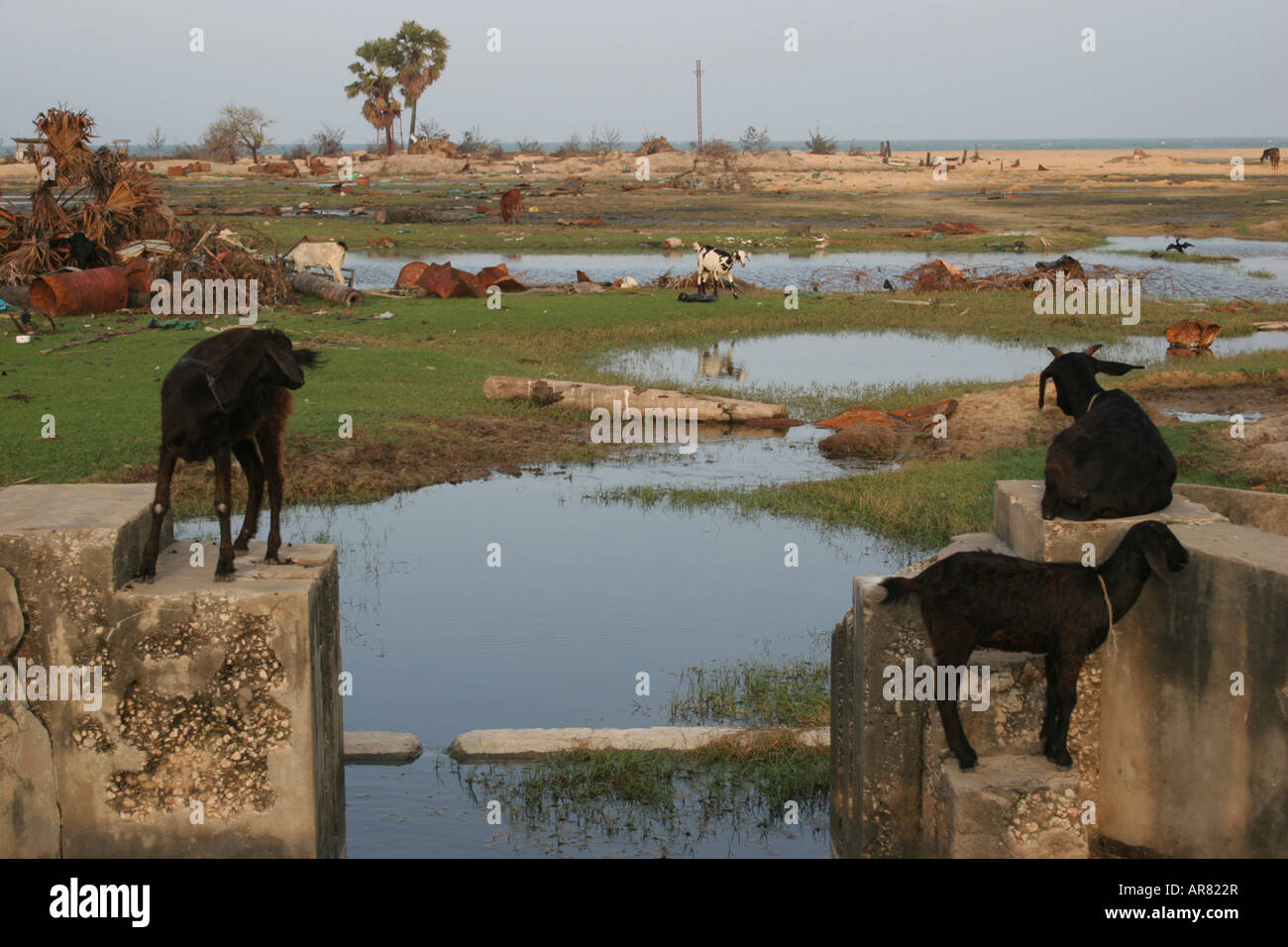 Ziegen mit Blick auf eine beschädigte Landschaft verursacht durch Bürgerkrieg und Tsunami, Halbinsel Jaffna, Sri Lanka Stockfoto