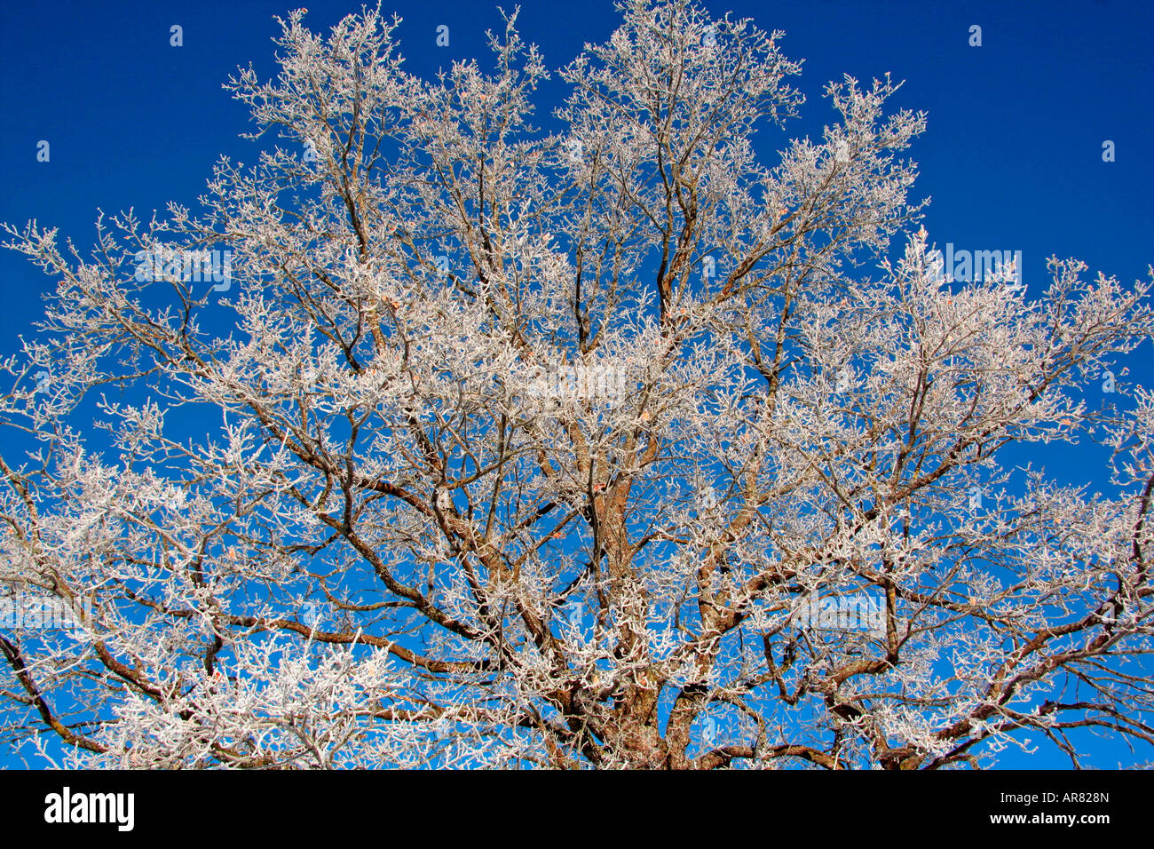 großen Frost bedeckt Baum gegen blauen Himmel Bayern Deutschland Europa Stockfoto