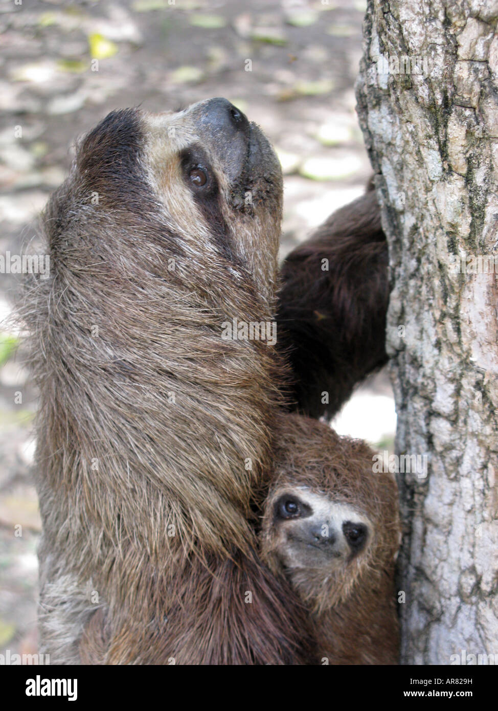 Trägheit, Mutter und Baby. Die Brown-throated Drei-toed Sloth, Bradypus variegatus, ist eine Art von Trägheit aus Mittel- und Südamerika Americ Stockfoto