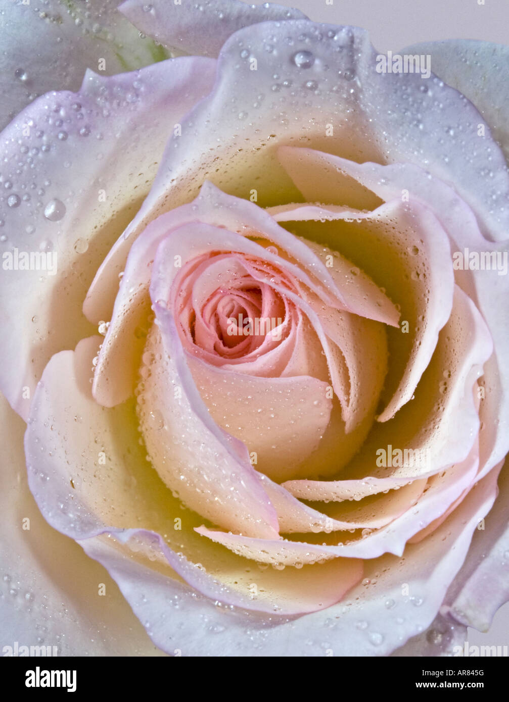 Farbige Rose Blush Stockfoto