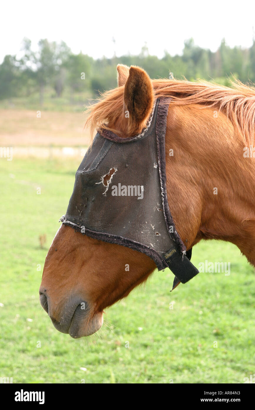 Pferd mit Schutznetz um das Gesicht zu fliegen und Mücken Stockfoto