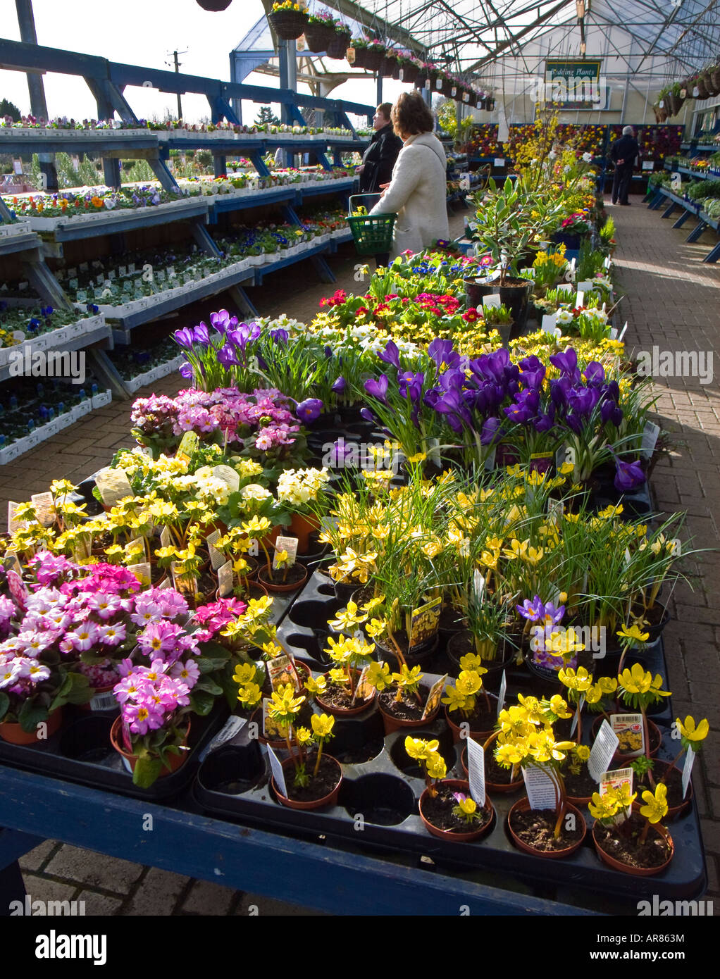 Frühlingsblumen zum Verkauf in einem Garten-Center England Februar UK EU Stockfoto
