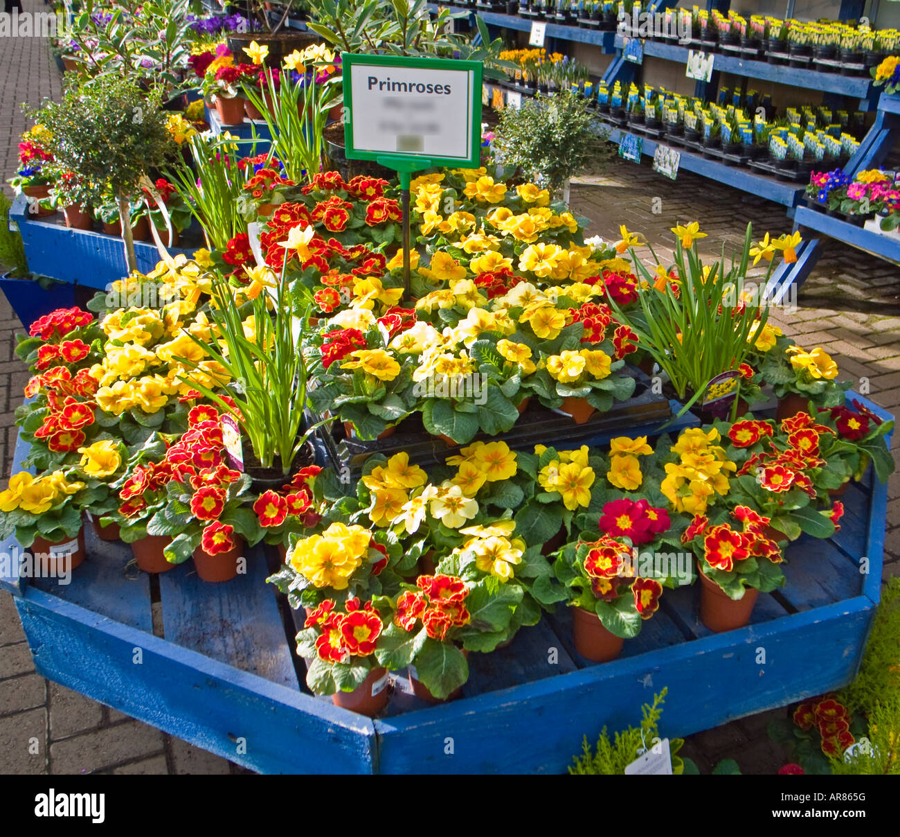 Frühling Blumen Pflanzen in ein Gartencenter im Februar England UK EU zu  verkaufen Stockfotografie - Alamy