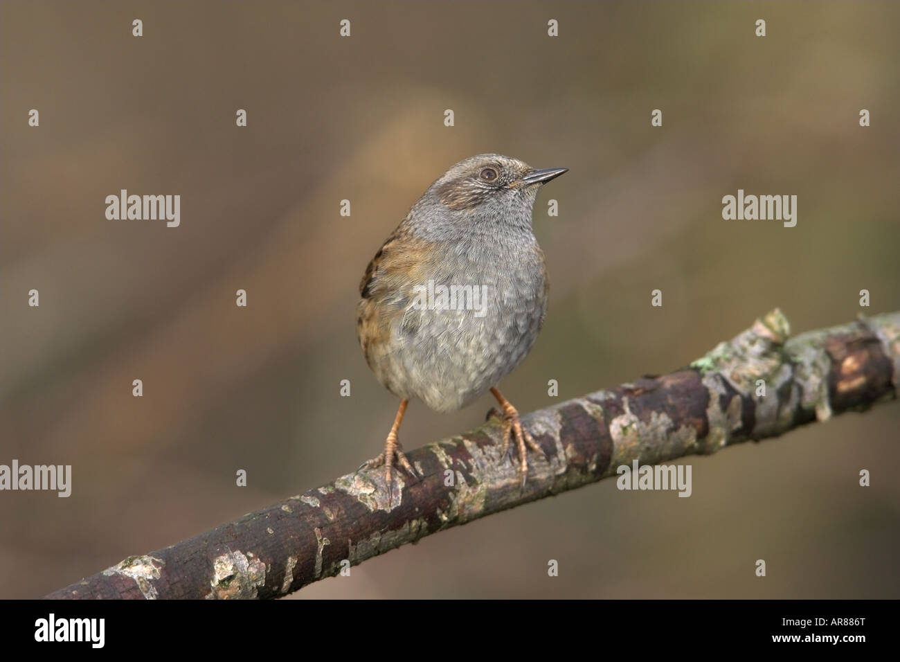 Heckenbraunelle (Hedge beobachtet) Prunella Modularis thront auf einem Toten Ast Stockfoto