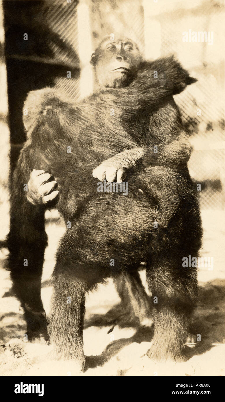 Vintage Porträt von zwei Affen tanzen Stockfoto