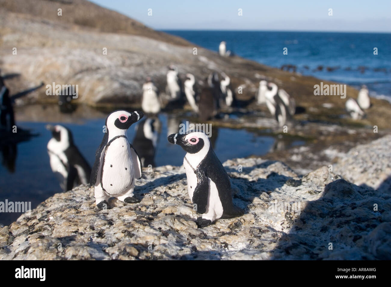 Miniatur Spielzeug Souvenirs Bildnisse von Pinguinen, Vordergrund, vermischen sich mit Hintergrund der südafrikanischen Pinguine am Boulders Beach Stockfoto