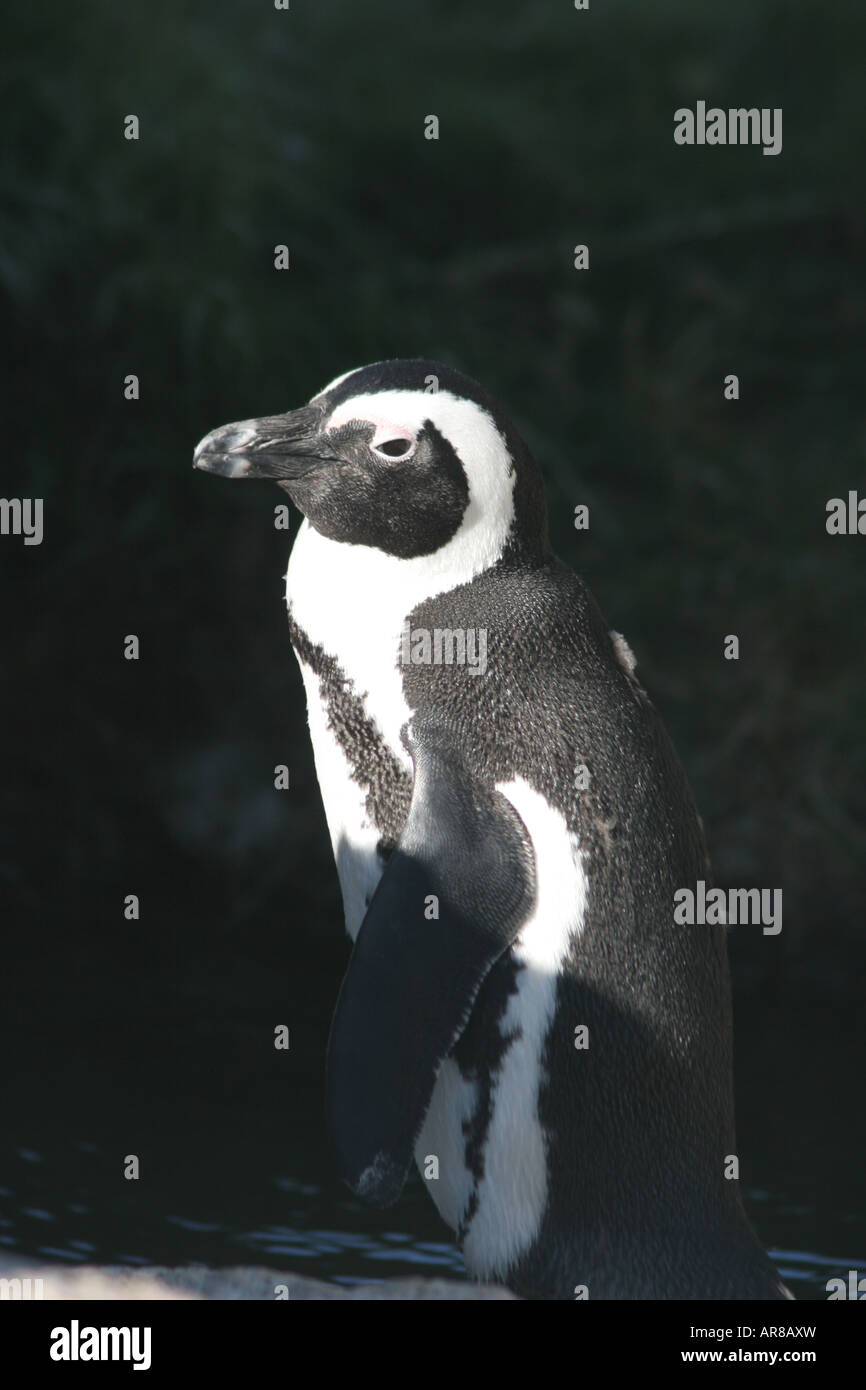 Südafrikanischer Pinguin aka Jackass Penguin kam in Boulders Beach in 1980er Jahren und gilt als eine besonders gefährdete Arten Stockfoto