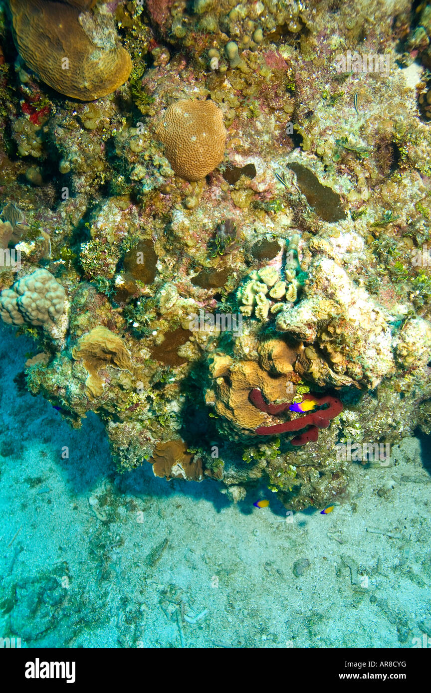 bunte Korallen Formation mit drei blauen und gelben Basslets und Pore Seil Schwamm Stockfoto