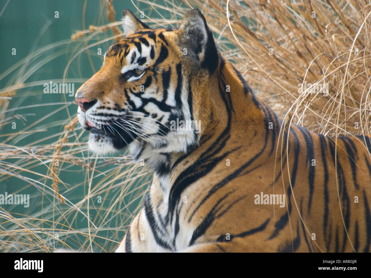Tiger in Gefangenschaft in einem zoo Stockfoto