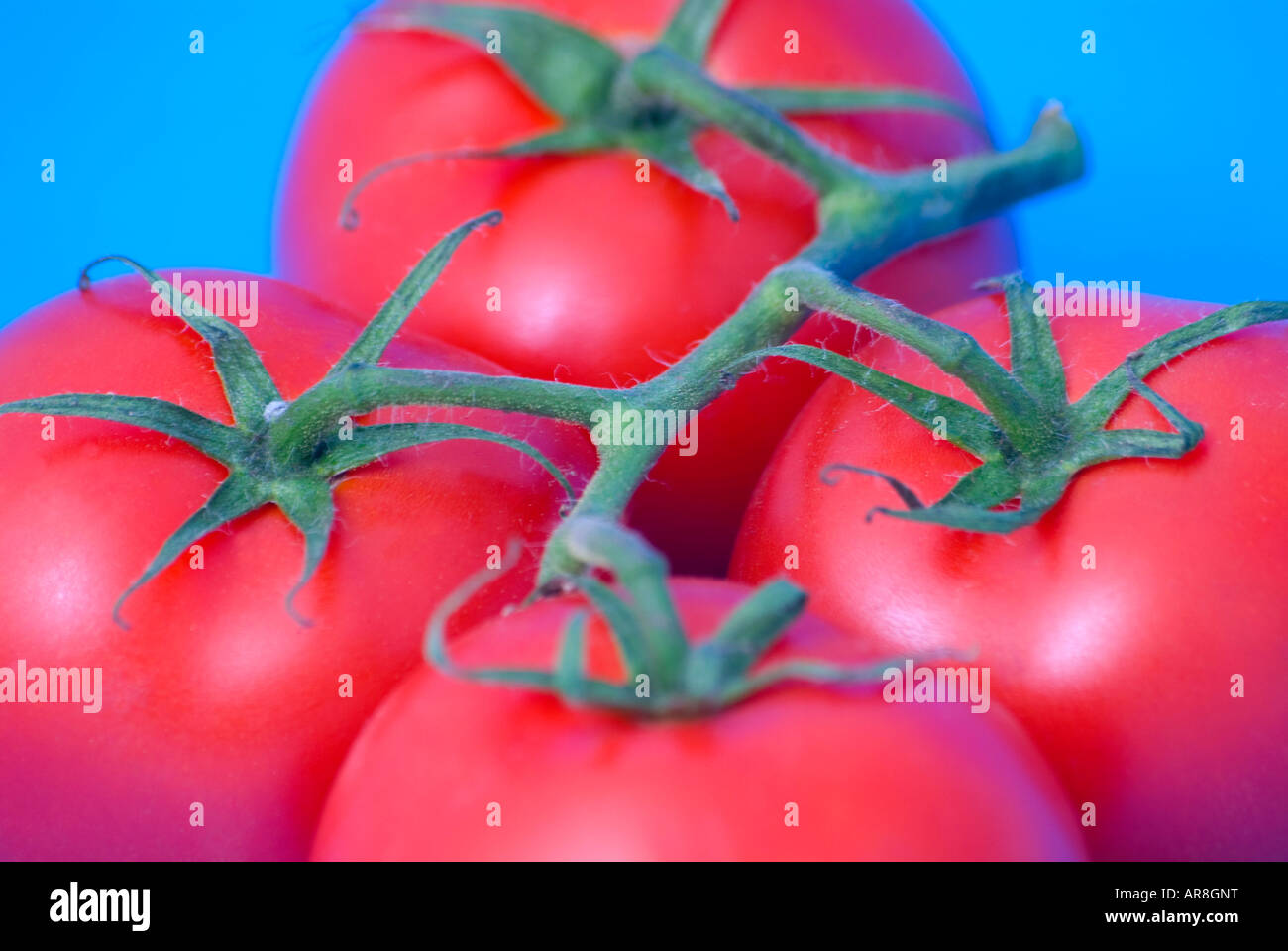 Reife Fachwerk Tomaten auf blauem Hintergrund Stockfoto