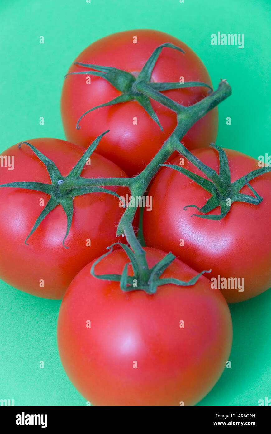 Hydroponisch angebaute, von der Rebe gereifte Truss-Tomaten auf nahtlosem farbigem Hintergrund Stockfoto