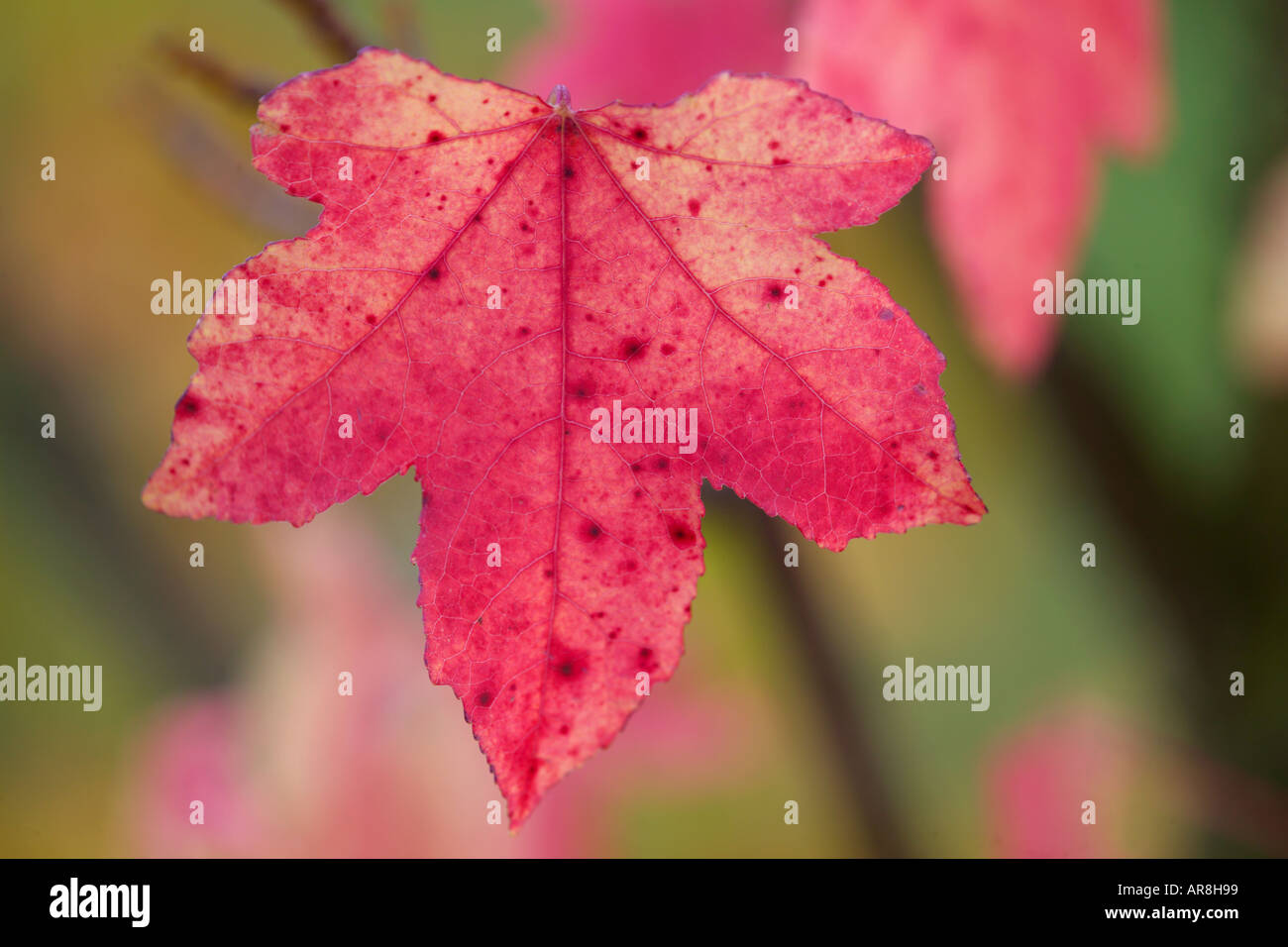 Rot-Ahornblatt im Herbst Acer rubrum Stockfoto