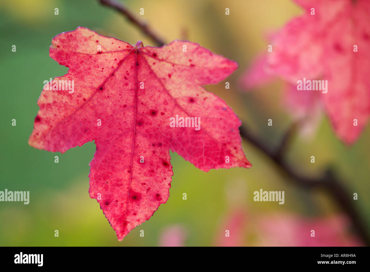 Rot-Ahornblatt im Herbst Acer rubrum Stockfoto