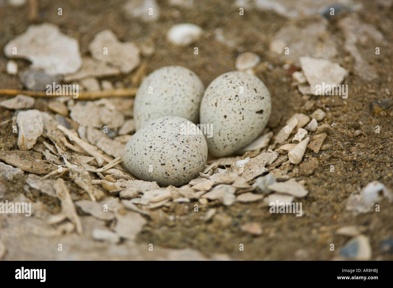 Eiern in einem Nest Flussregenpfeifer-Regenpfeifer (Charadrius Dubius), Spanien Stockfoto