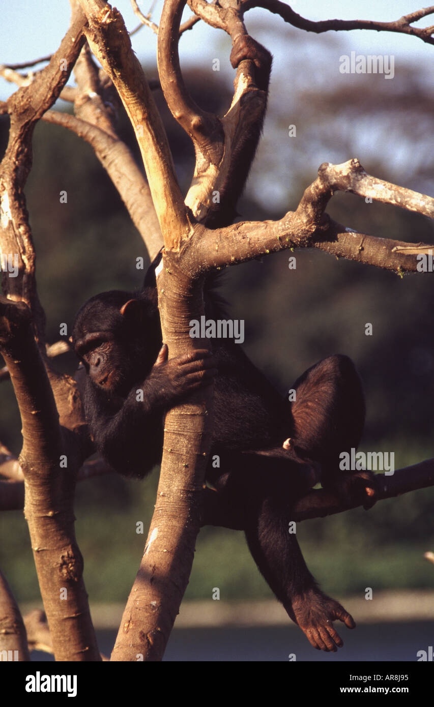 Den Schimpansen, Pan troglodytes Ngamba Island Stockfoto