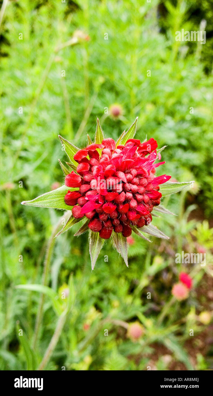 Astrantia, England, Vereinigtes Königreich Stockfoto