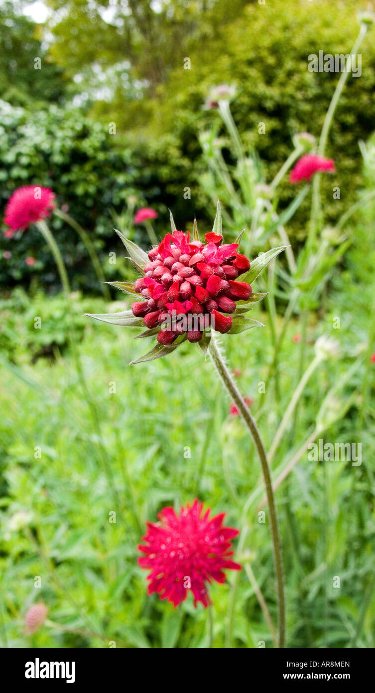 Astrantia, England, Vereinigtes Königreich Stockfoto