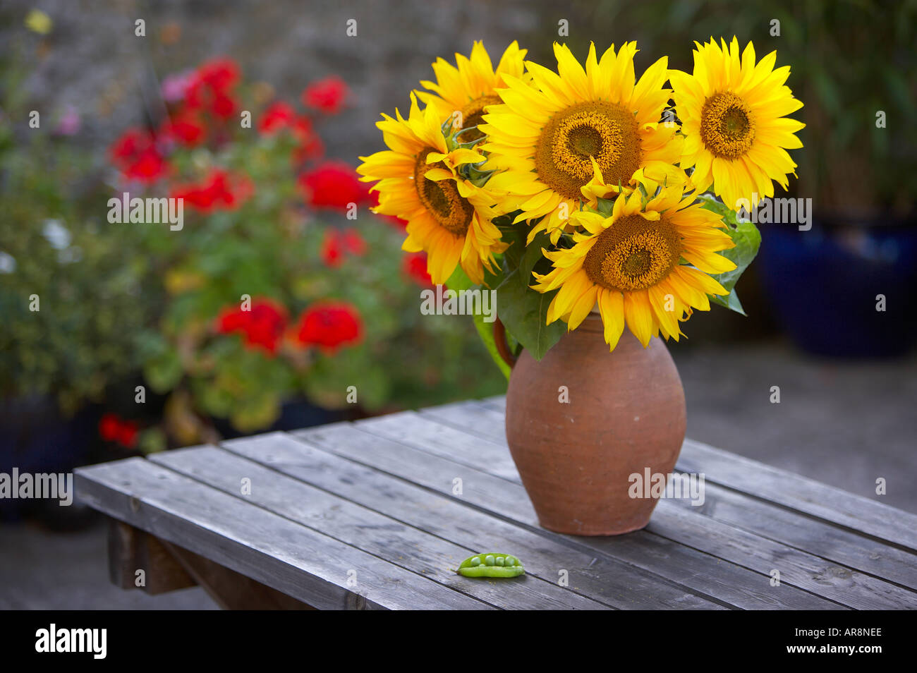 Sunflowers vase -Fotos und -Bildmaterial in hoher Auflösung – Alamy