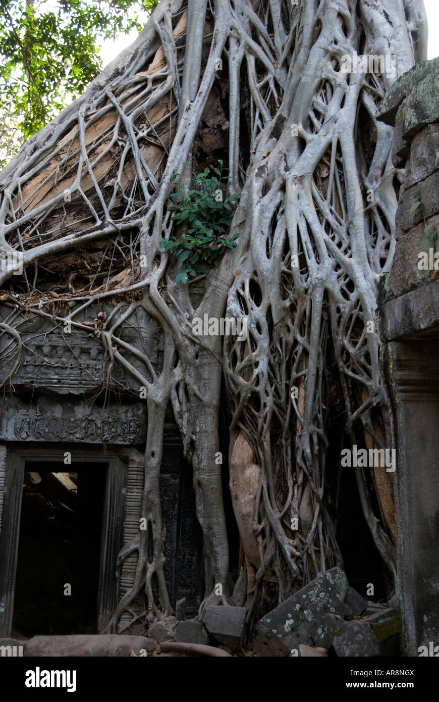 Eine Seide – Cotton Tree zeigt seinen Griff auf Ta Prohm Tempel Angkor Wat Komplex, Siem Reap, Kambodscha Stockfoto