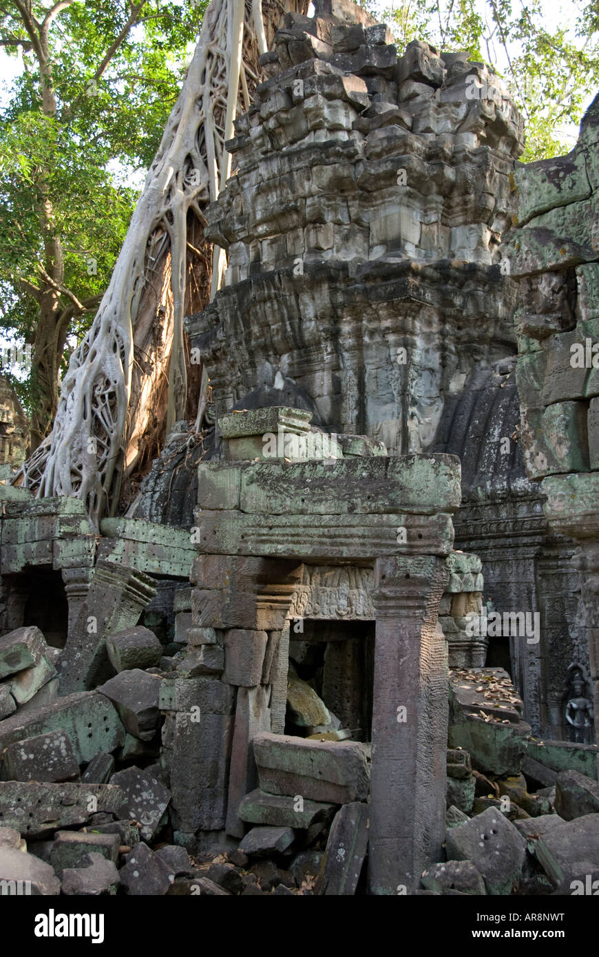 Eine Seide – Cotton Tree zeigt seinen Griff auf Ta Prohm Tempel Angkor Wat Komplex, Siem Reap, Kambodscha Stockfoto