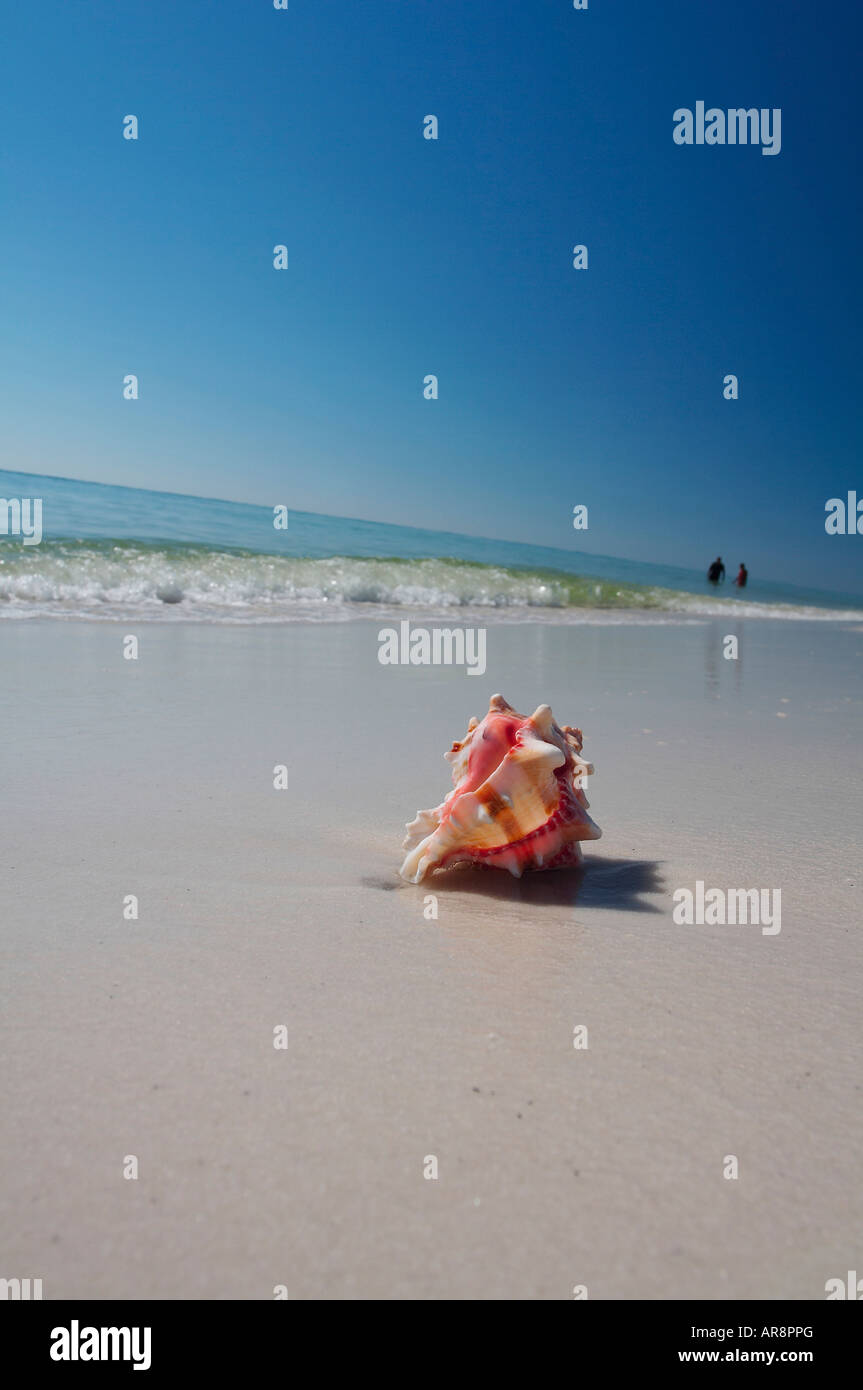 Eine Shell auf einem Strand in Florida Stockfoto