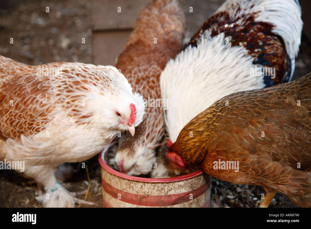 Nahaufnahme von Hühner Mais pflücken. Im Besitz von Fotografen. Stockfoto