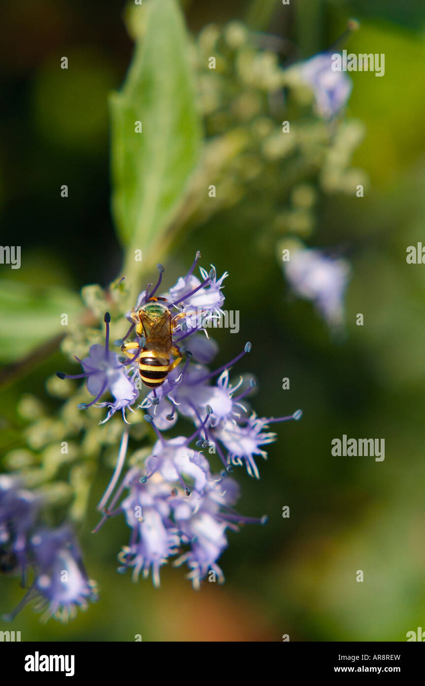 Grün metallic Halictid Biene auf Lavendel Blume Stockfoto