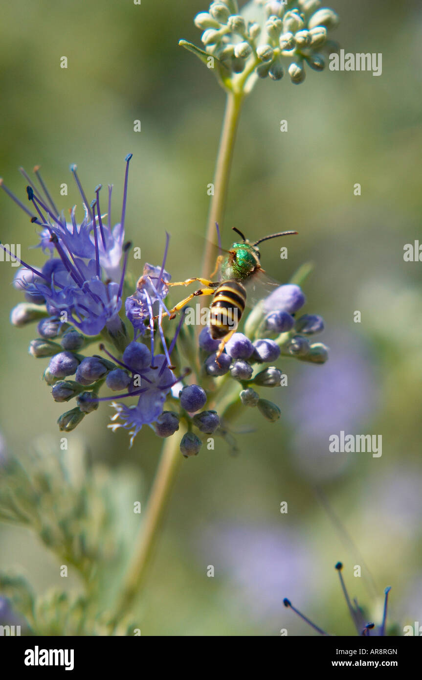 Eine grüne Halictid Biene fliegen weg von einer Traube Hyazinthe Blume Stockfoto