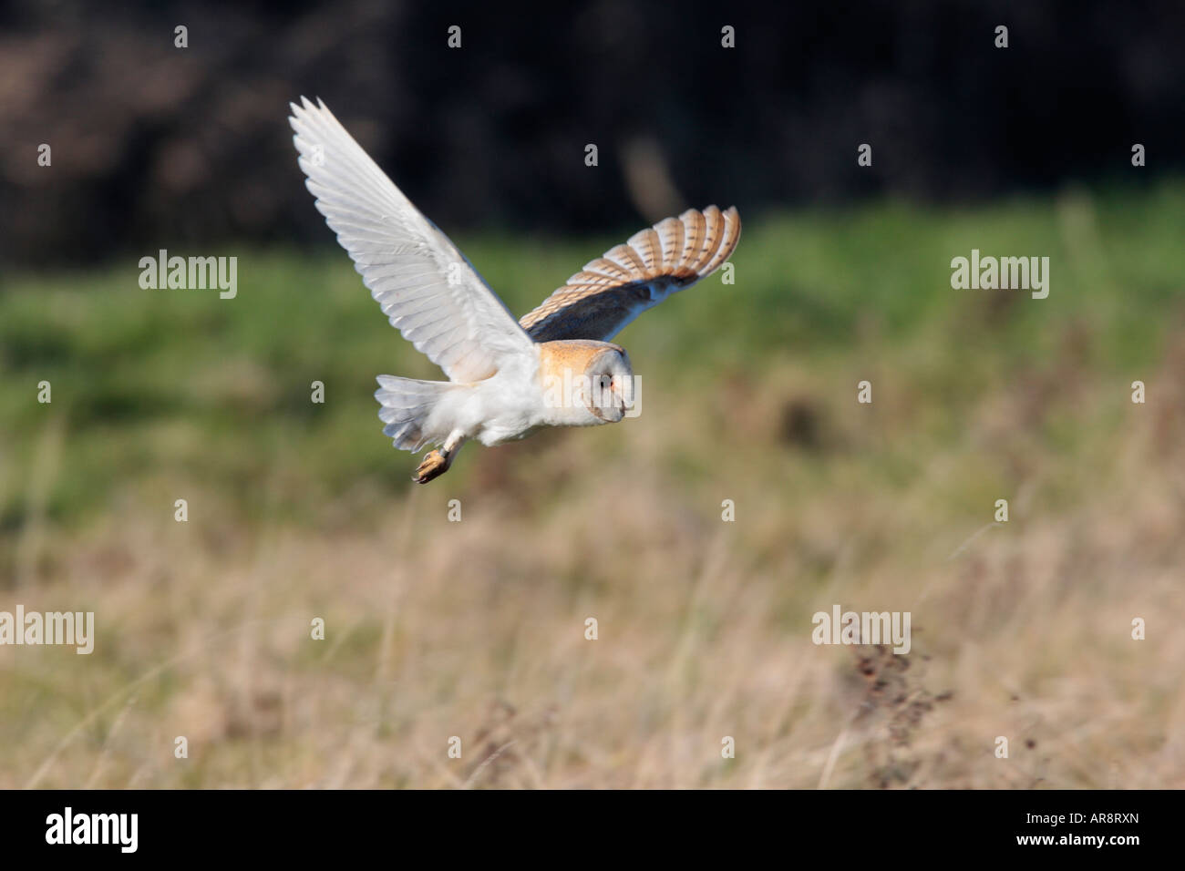 Schleiereule Tyto Alba Jagd über Marsh Norfolk England Stockfoto