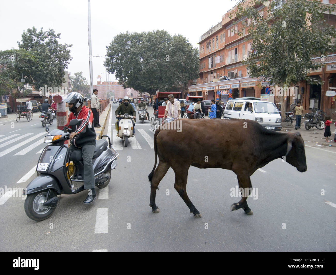 Eine Kuh Kreuzung Straße in Rajasthan Indien Stockfoto