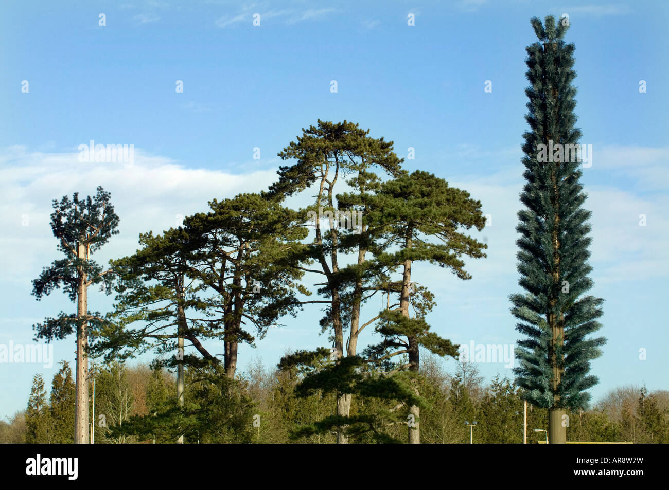Mobilfunkmasten getarnt als Elm und Zypresse Bäume aus der A272 Cuckfield West Sussex Stockfoto