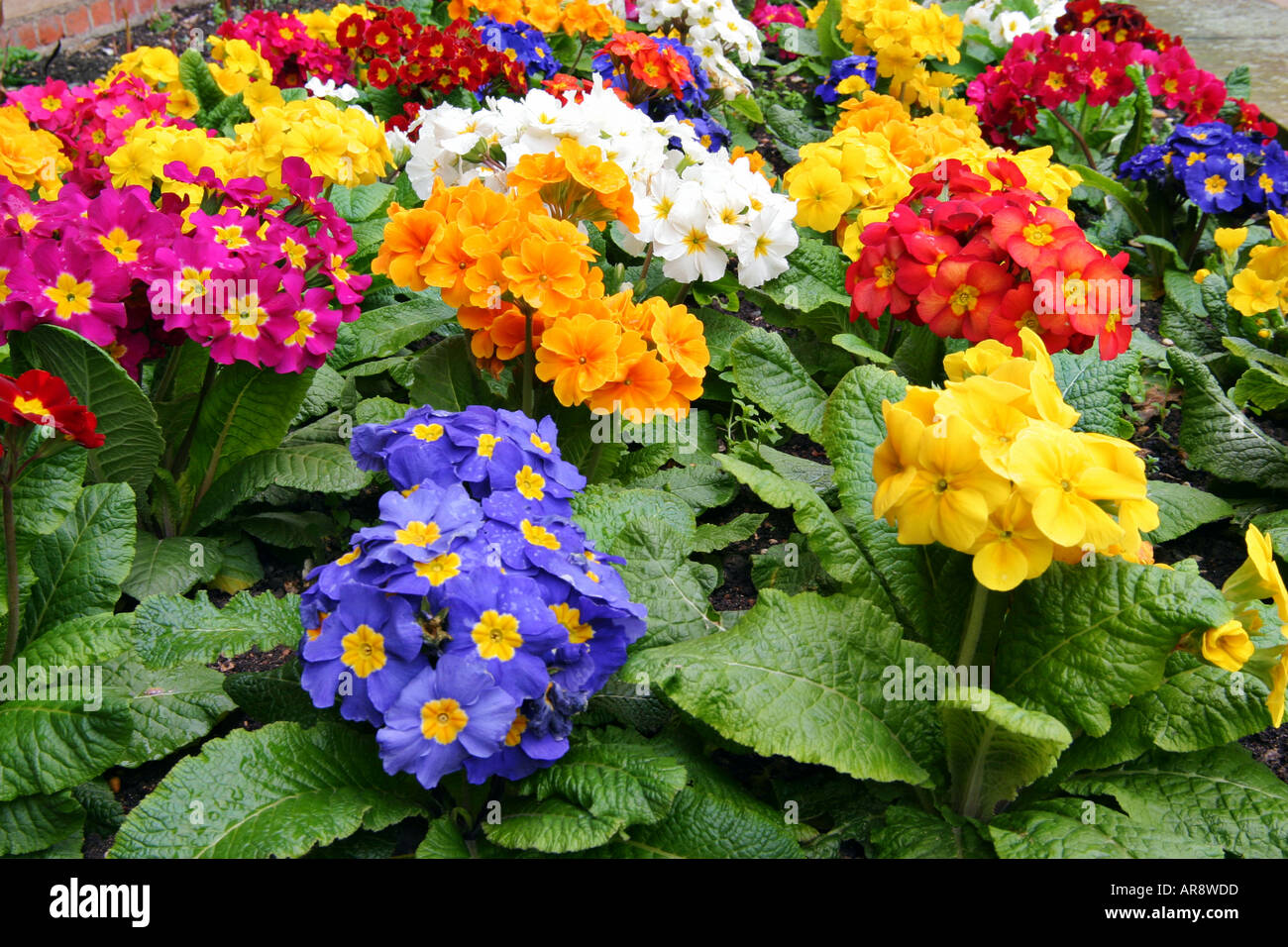 Farbenfrohe Ausstellung verschiedener Kulturblumen in einem British Garden in London Stockfoto