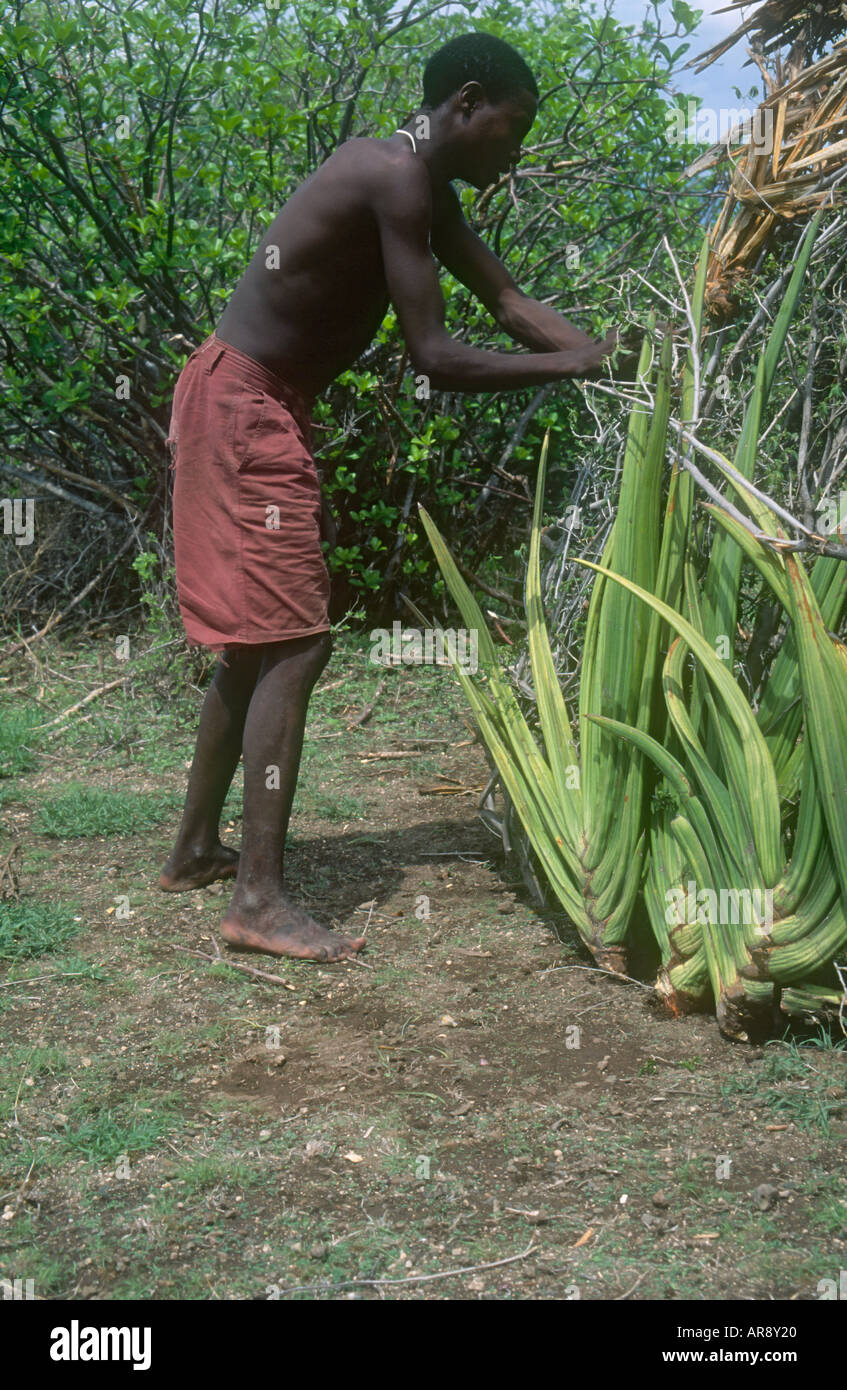 Hadzabe Hunter Gatherer Stärkung Haus gemacht von Zweigen und Vegetation Lake Eyasi Tansania Afrika Stockfoto