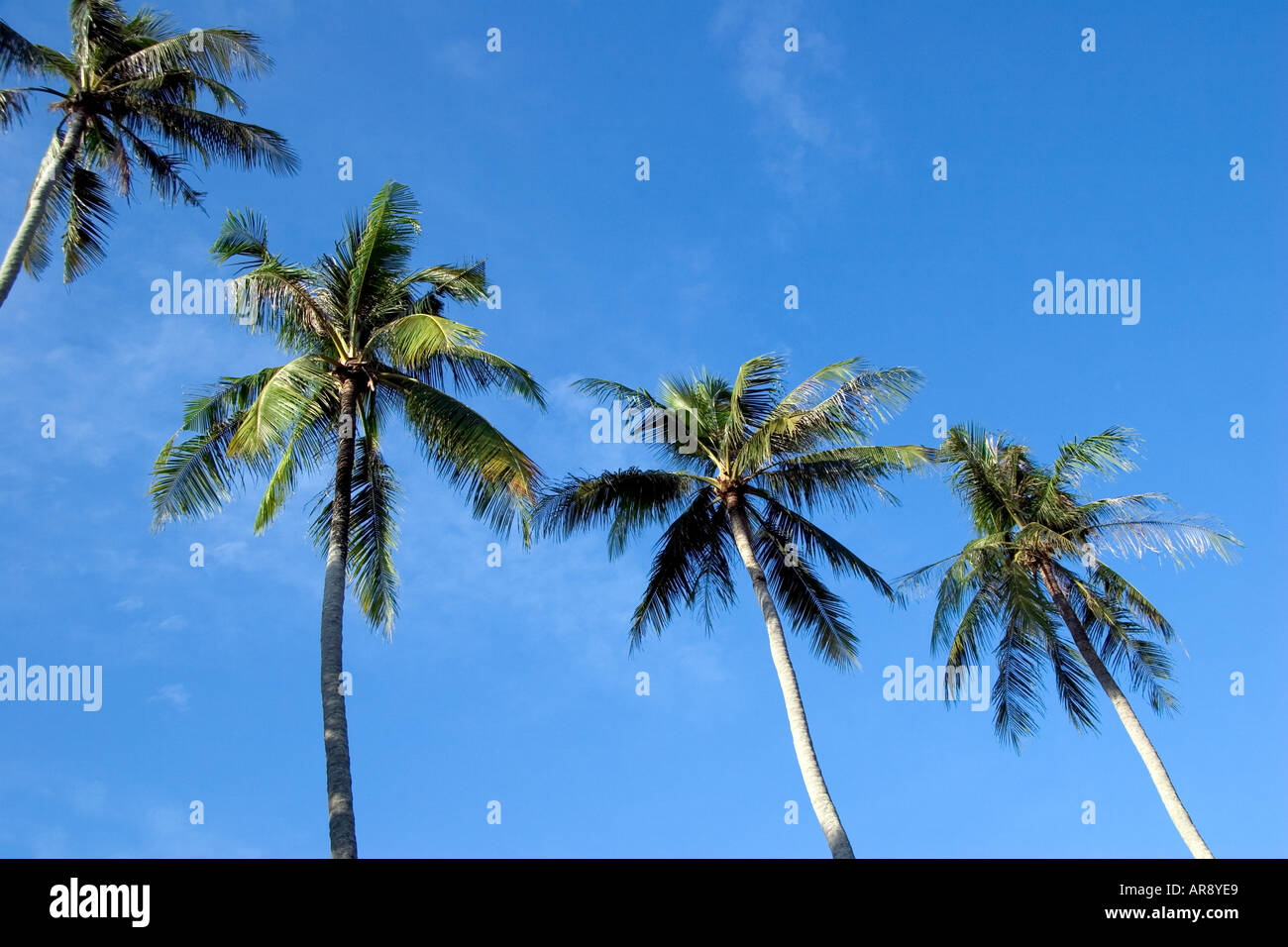 Kokospalmen gegen einen wolkenlosen blauen Himmel am Bang Tao Beach, Phuket, Thailand Stockfoto